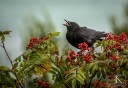 Photo of A Bird munching on berries